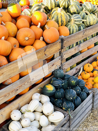 Image of Different autumn shapes and kinds of pumpkins at the farm