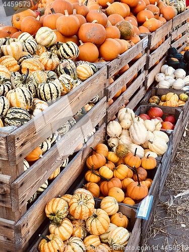 Image of Different autumn shapes and kinds of pumpkins at the farm