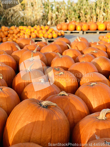 Image of Pile of pumpkins