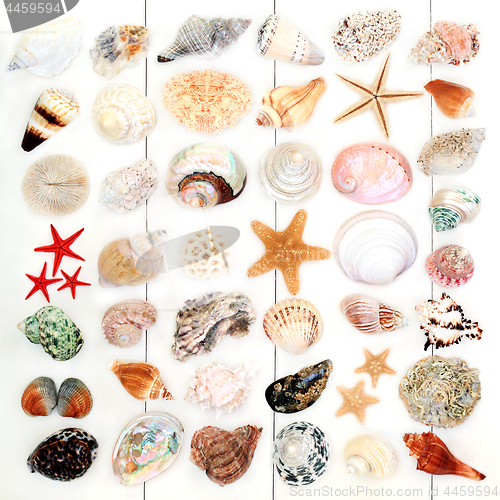 Image of Large Seashell Collection