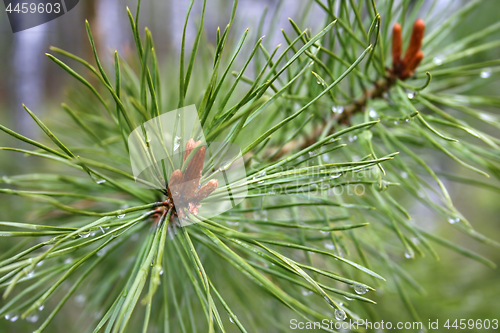 Image of Coniferous tree with sprouts and water drops