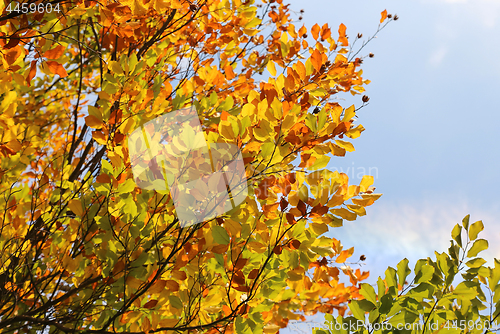 Image of Bright autumn branches 