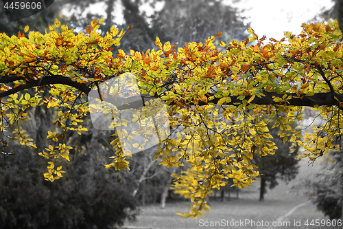 Image of Bright yellow branch of autumn tree 