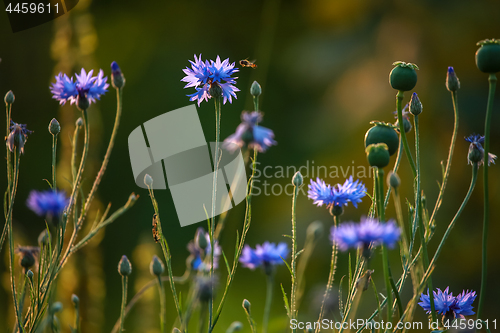 Image of Cornflowers and poppies on meadow.