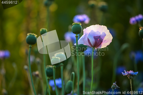 Image of Violet poppy in green grass