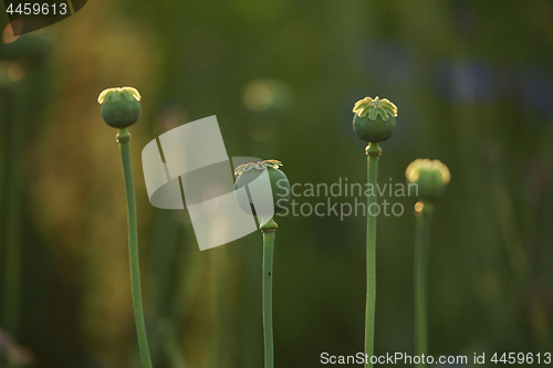 Image of Poppy seed boxes in grass.