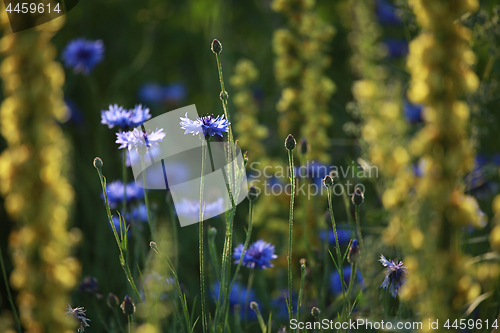 Image of Cornflowers on meadow as background.