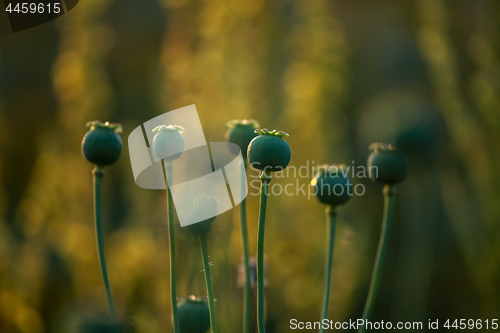 Image of Poppy seed boxes in field.