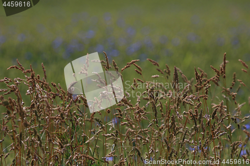 Image of Cereal field as nature background.
