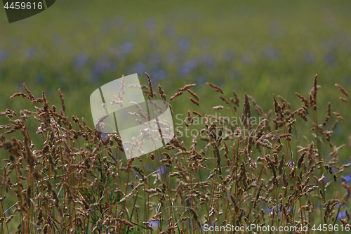 Image of Cereal field as nature background.