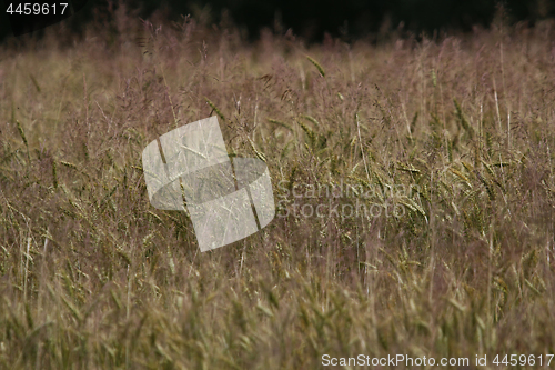 Image of Cereal field as nature background.