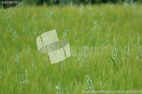 Image of Cereal field as nature background.