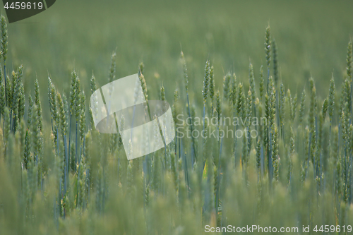 Image of Cereal field as nature background.