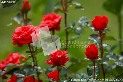 Image of Roses in garden