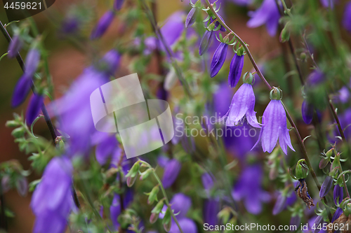 Image of Blue flowers on the meadow.