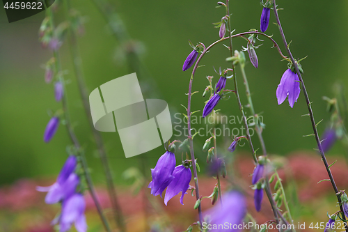 Image of Blue flowers on the meadow.