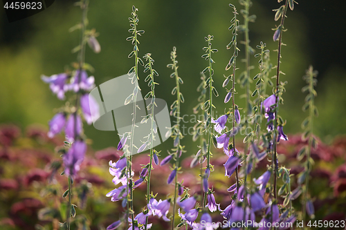 Image of Blue flowers on the meadow.