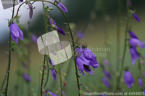 Image of Blue flowers on the meadow.