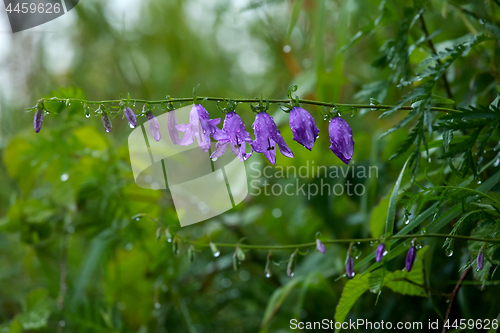 Image of Blue flowers on the meadow.