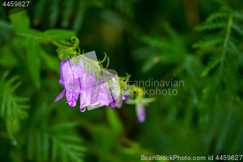 Image of Blue flowers on the meadow.