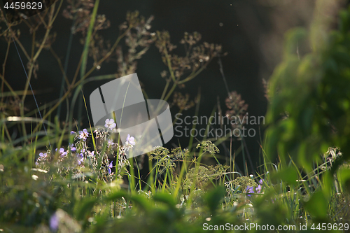 Image of Blue flowers on the meadow.