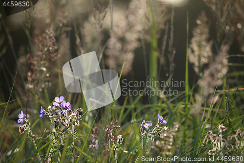 Image of Blue flowers on the meadow.