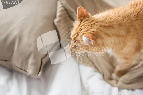 Image of red tabby cat at home in bed