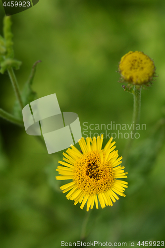 Image of Small fleabane