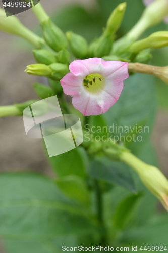 Image of Large tobacco