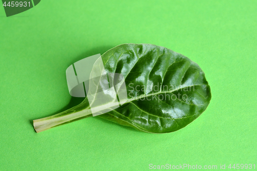 Image of Chard leaf