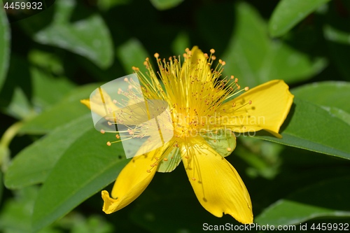 Image of Mount Olympus St Johns wort