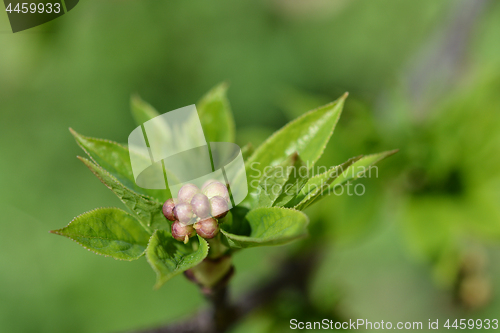 Image of European bladdernut