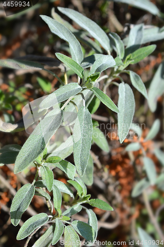 Image of Meadow sage