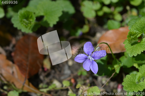 Image of English violet