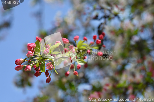 Image of Japanese flowering crabapple