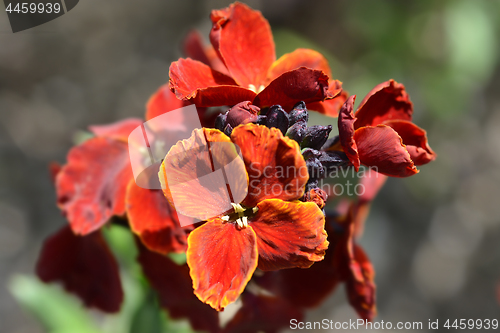 Image of Garden wallflower