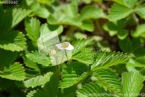 Image of Wild strawberry flower