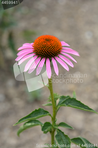 Image of Bright Star purple coneflower