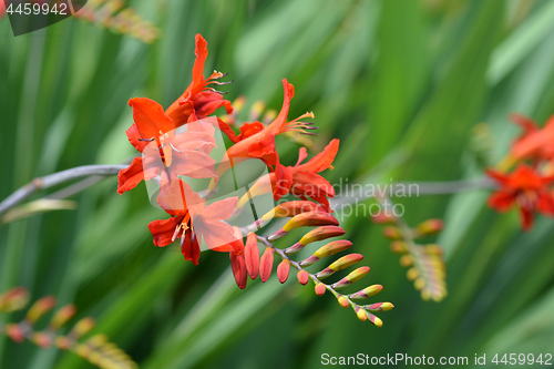 Image of Montbretia Lucifer