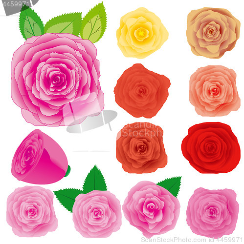 Image of Set of different roses