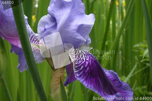 Image of Siberian Iris