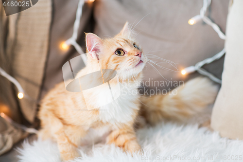 Image of red tabby cat on sofa with sheepskin at home