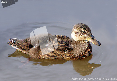 Image of Duckling