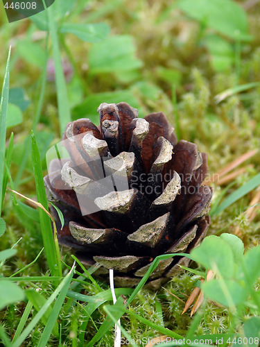 Image of Fir cone