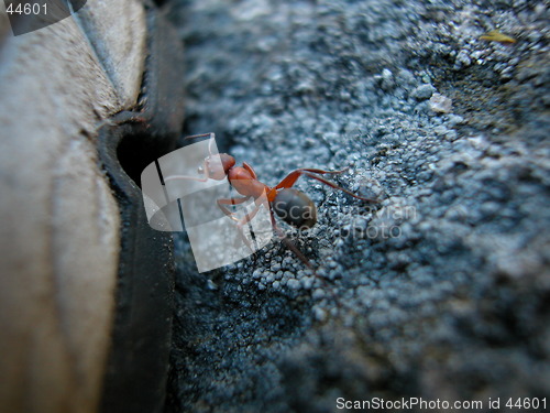 Image of Ant