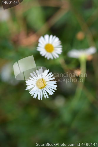 Image of Mexican fleabane daisy