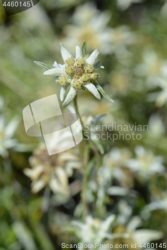 Image of Edelweiss