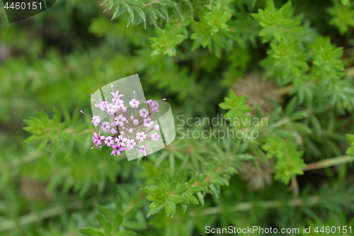 Image of Caucasian crosswort
