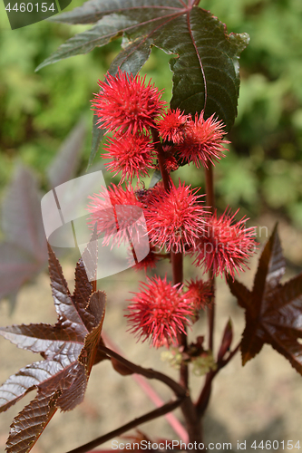 Image of Castor oil plant