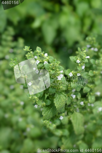 Image of Lemon balm